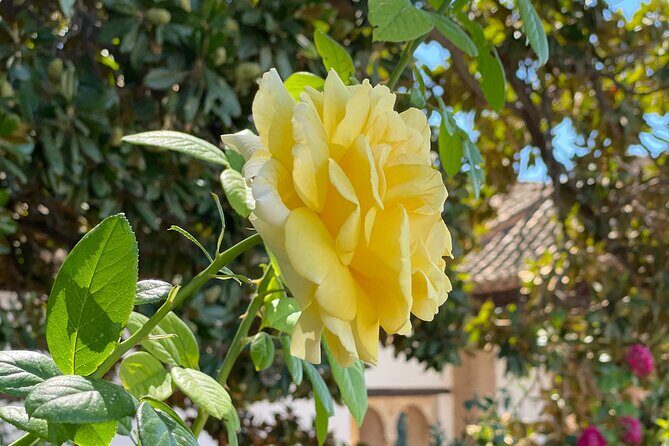 Private Tour to The Alhambra and Generalife from Motril port - Nasrid Palaces: where translation turns decoration into meaning
